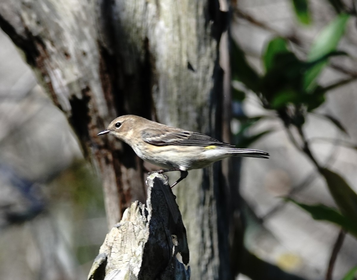 Yellow-rumped Warbler - Larry Theller
