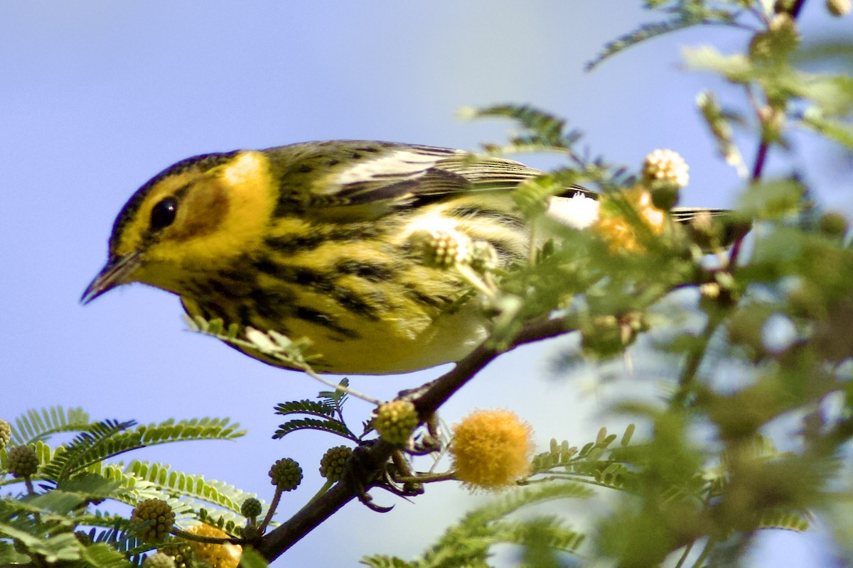 Cape May Warbler - ML614183082