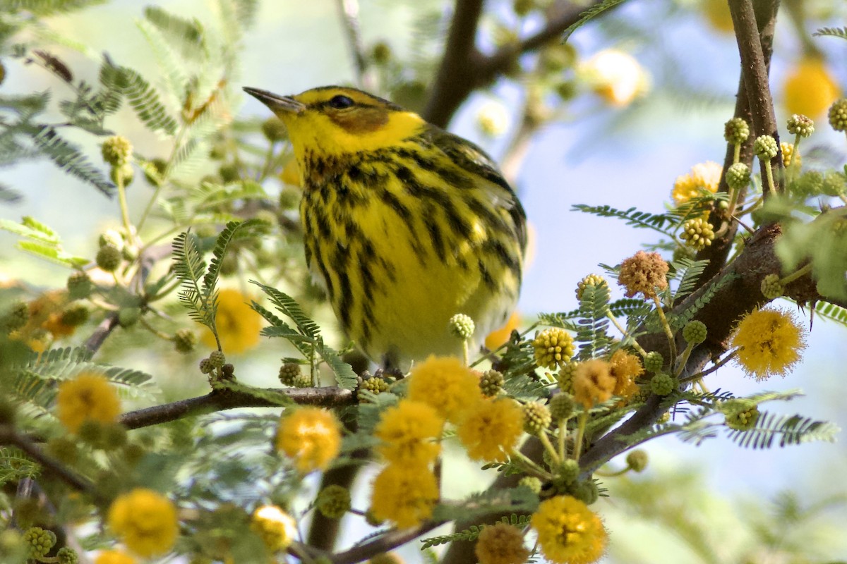 Cape May Warbler - ML614183083