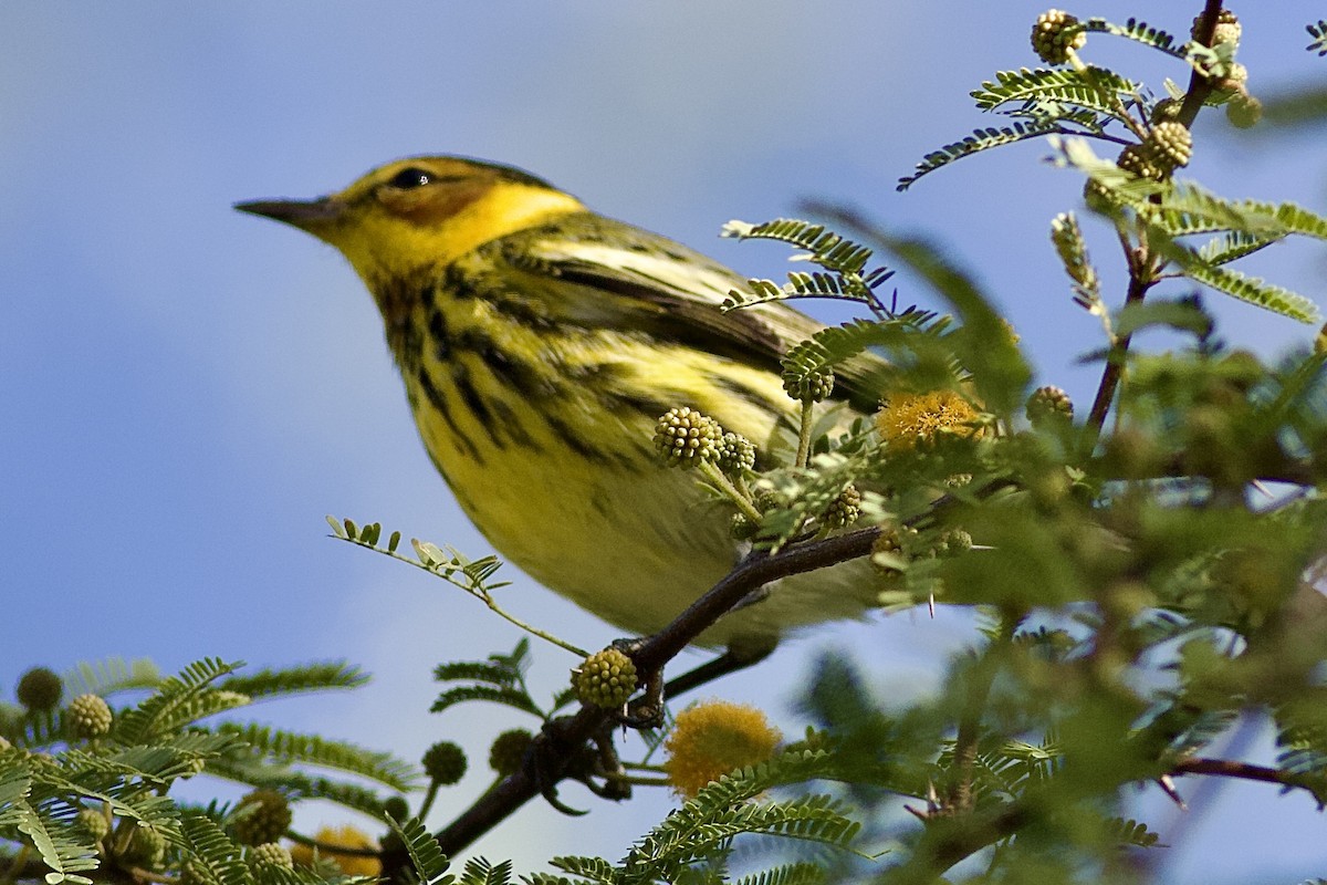 Cape May Warbler - ML614183084