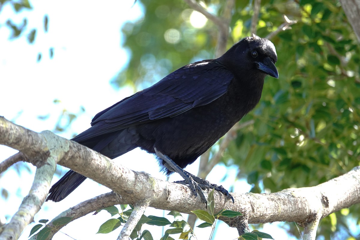 American Crow - ML614183086