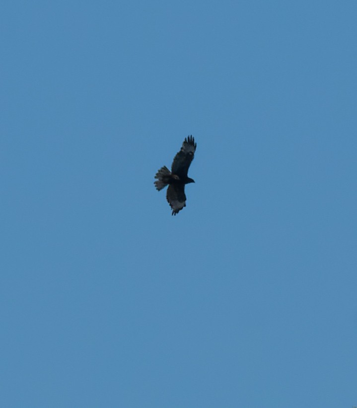 Rufous-tailed Hawk - ML614183229