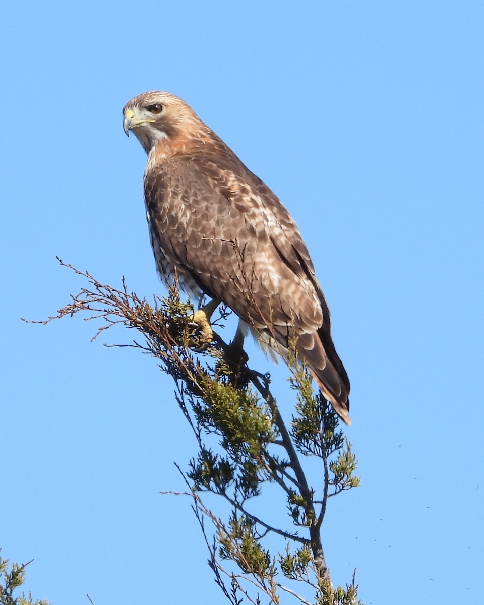 Red-tailed Hawk (borealis) - ML614183498