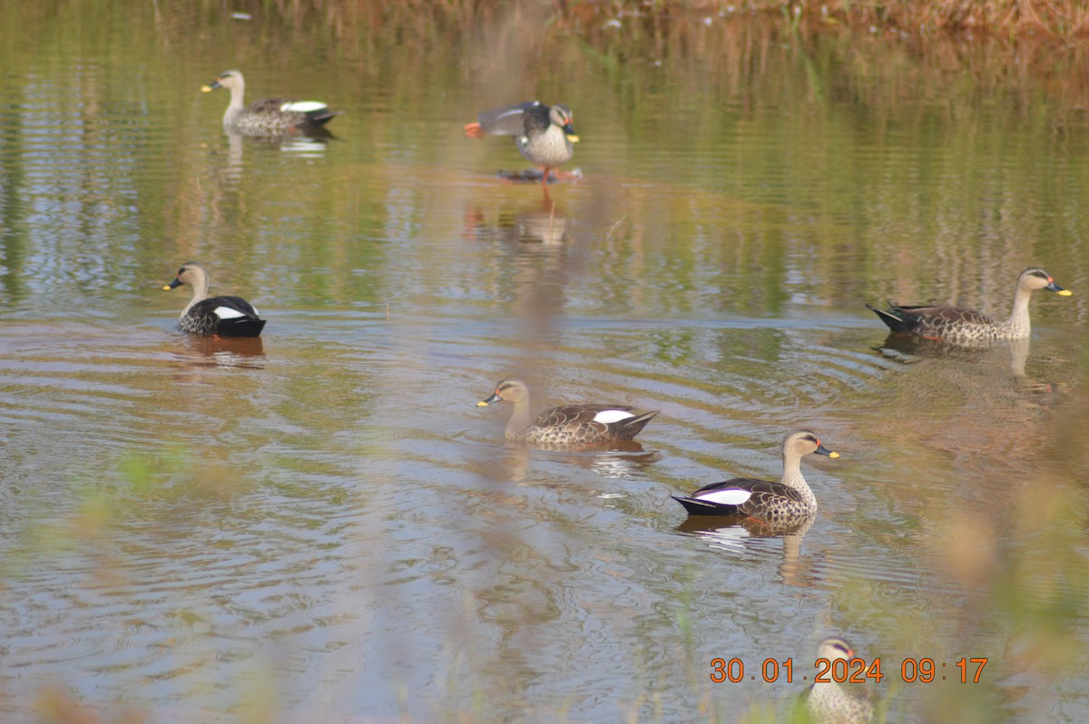 Indian Spot-billed Duck - ML614183548