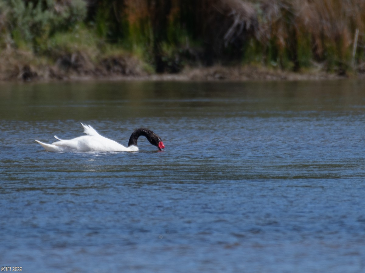 Black-necked Swan - T I