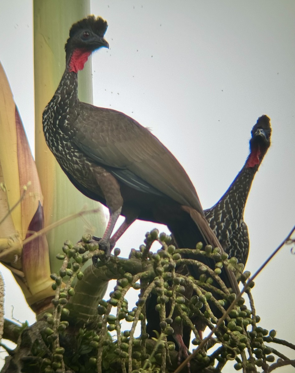 Crested Guan - ML614183618