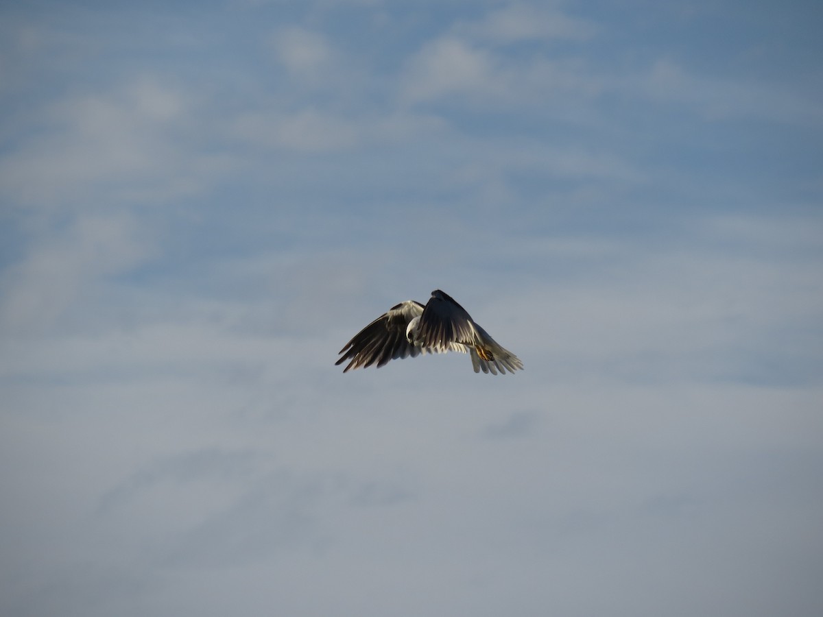 Black-shouldered Kite - ML614183683