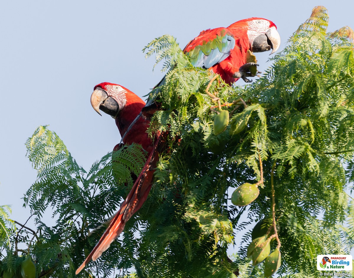 Red-and-green Macaw - ML614183764