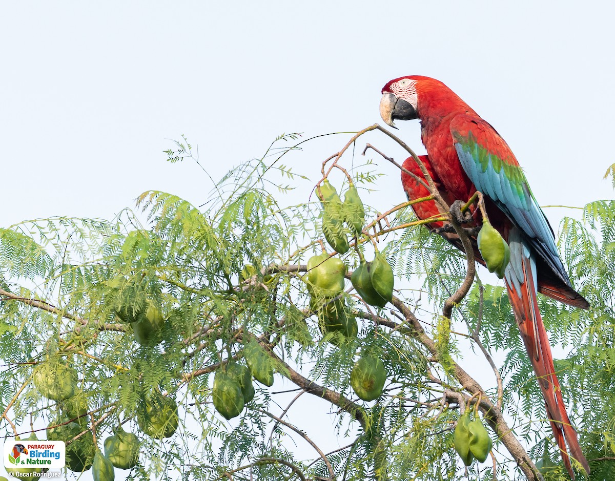 Red-and-green Macaw - Oscar  Rodriguez CON-Paraguay Birding & Nature