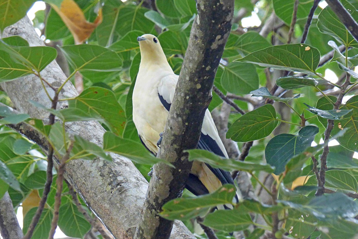 Pied Imperial-Pigeon - ML614184237