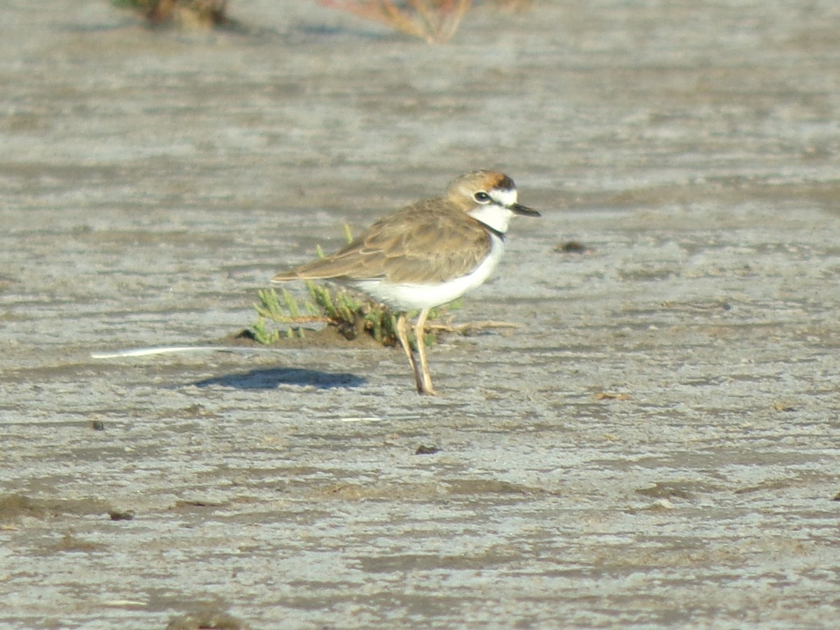Collared Plover - ML614184571