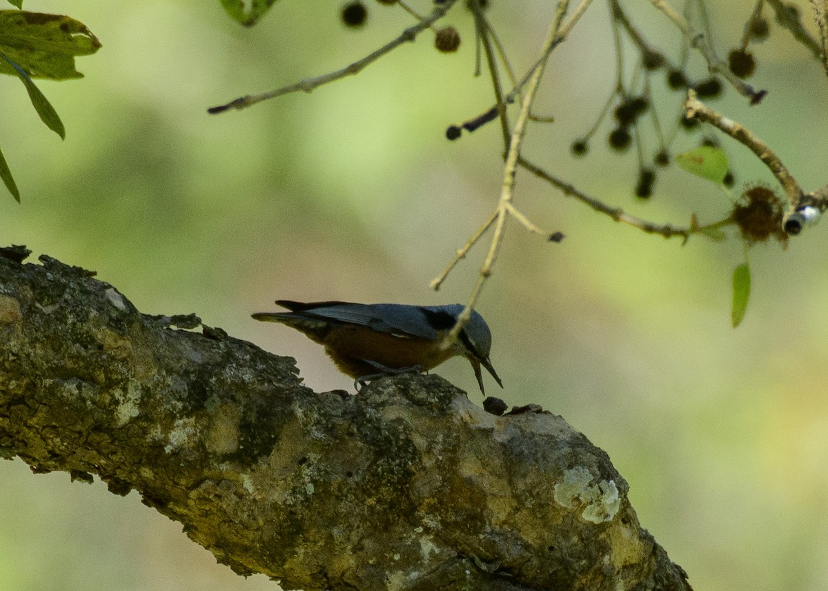 Indian Nuthatch - Sujeesh P