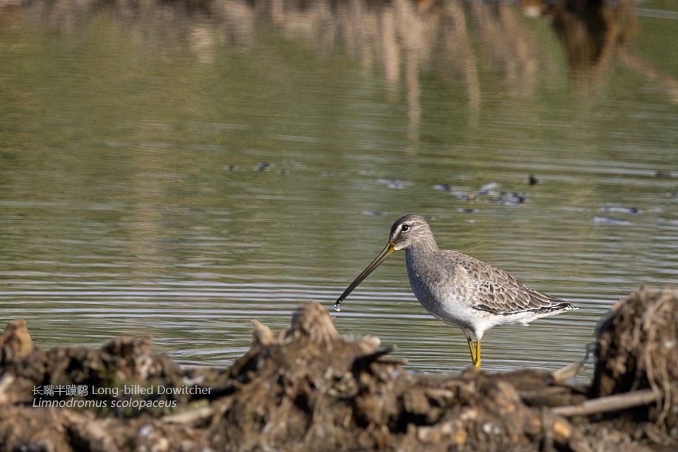 Long-billed Dowitcher - ML614184673