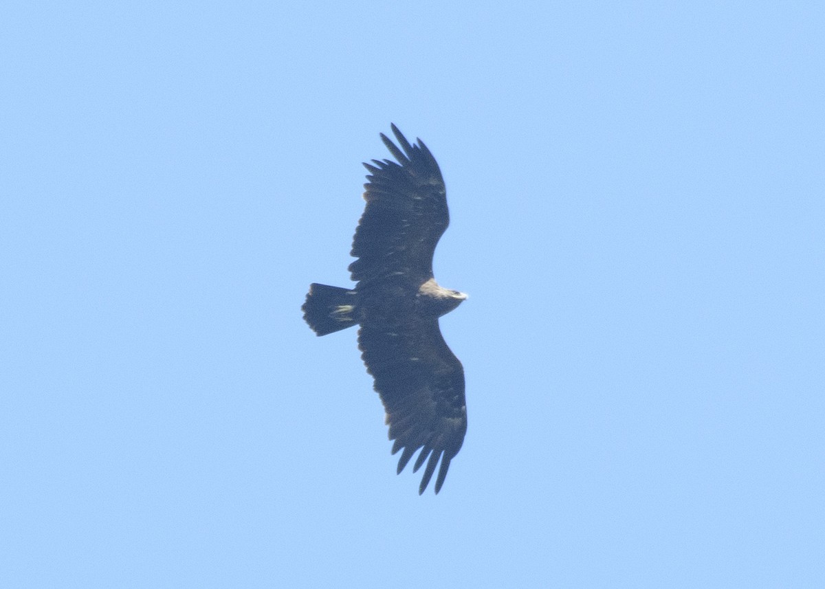 Greater Spotted Eagle - ML614184691