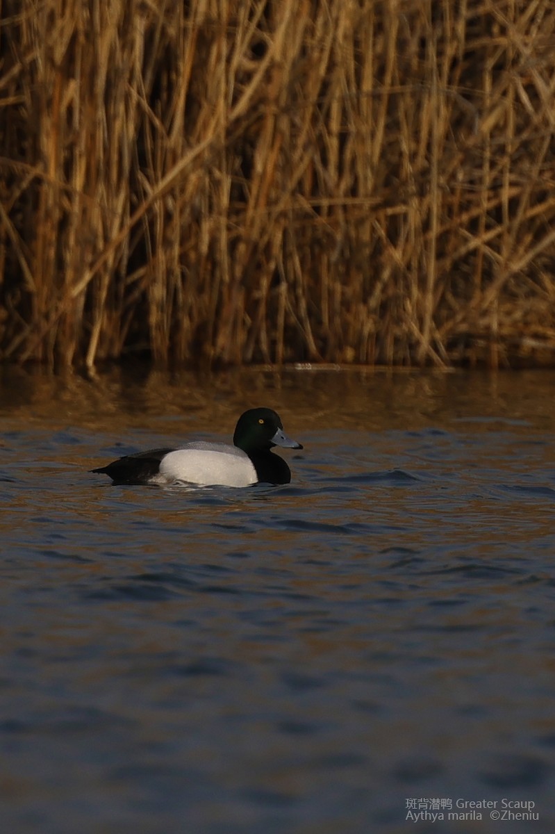 Greater Scaup - ML614184910