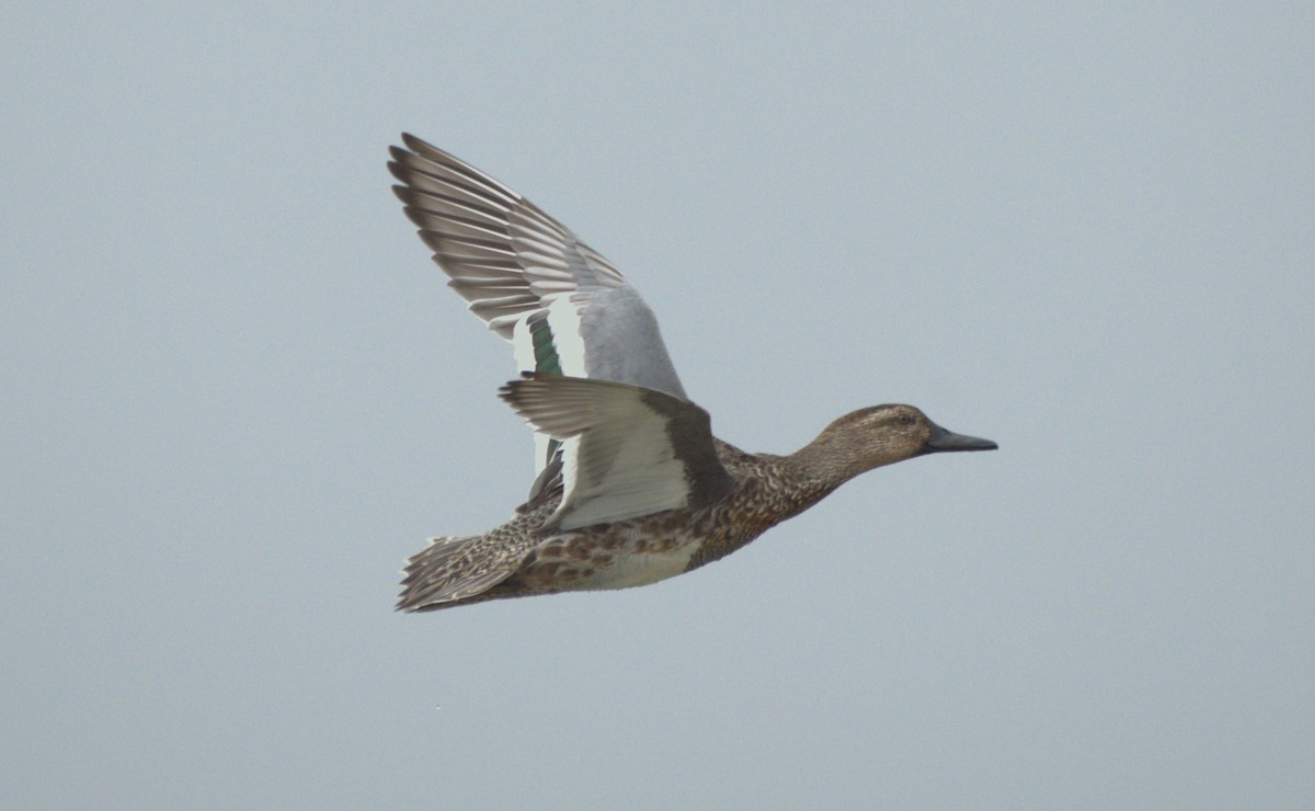 Green-winged Teal - ML614185344