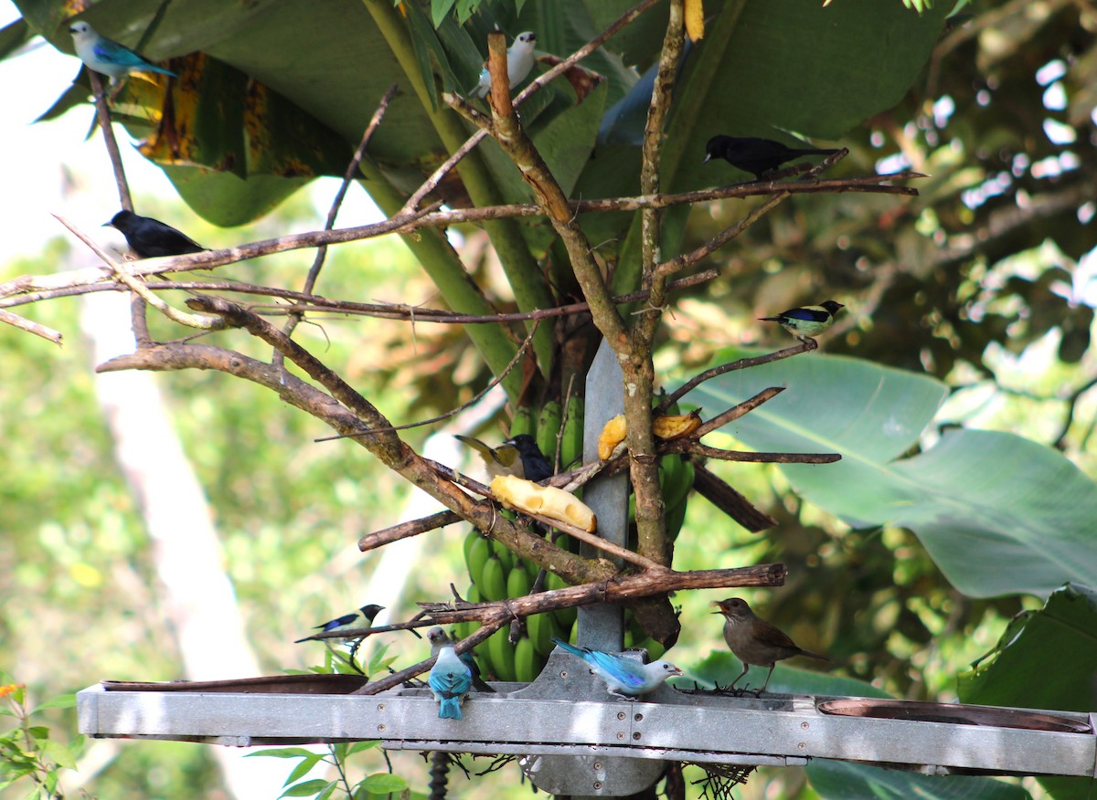 Black-headed Tanager - ML614185733