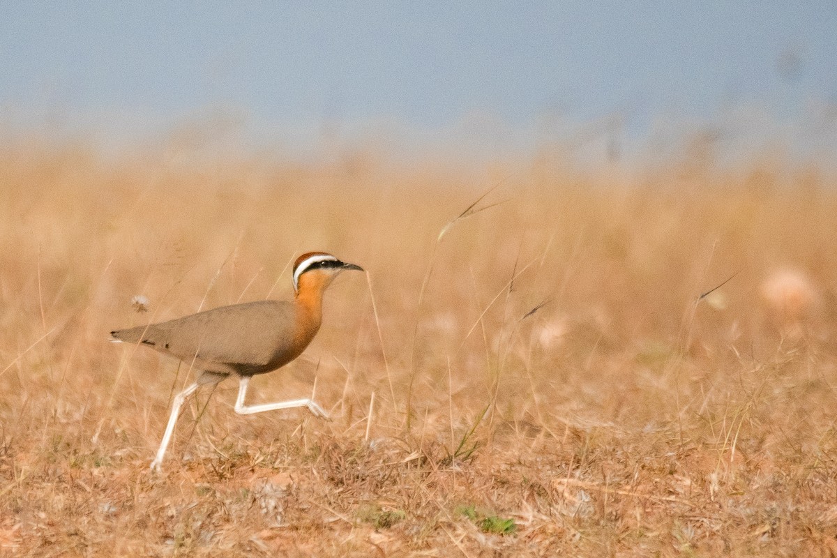 Indian Courser - ML614185778