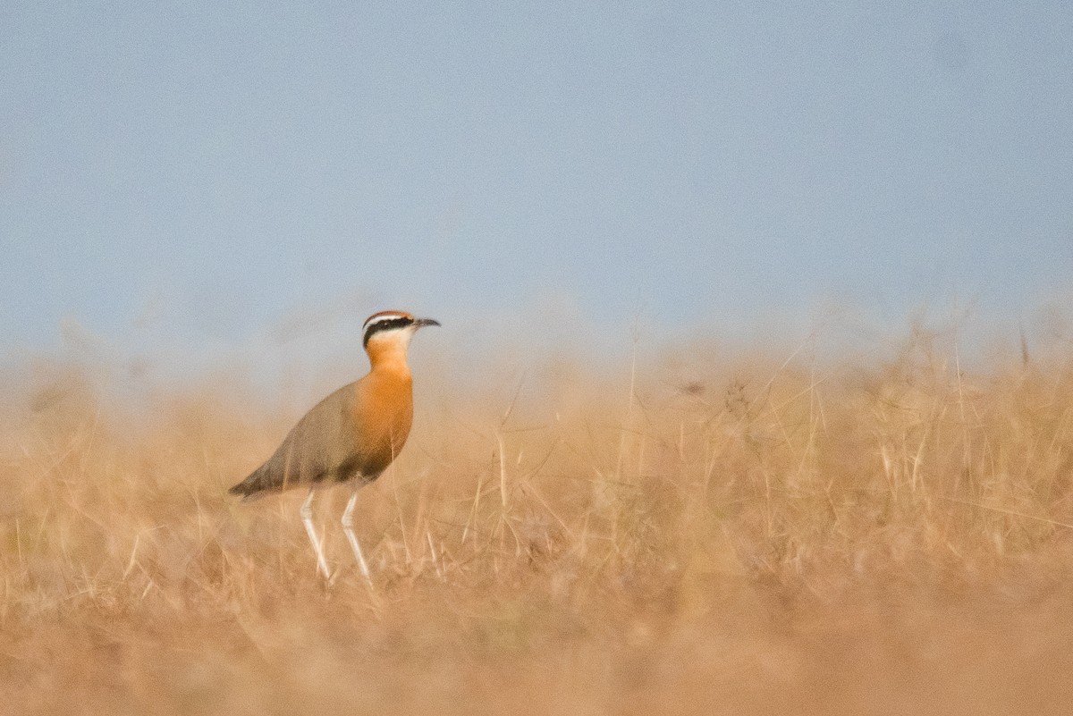 Indian Courser - ML614185781