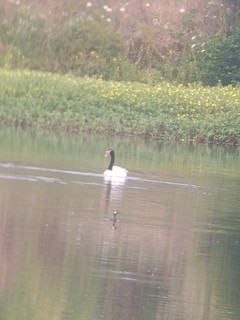 Black-necked Swan, ML614185966