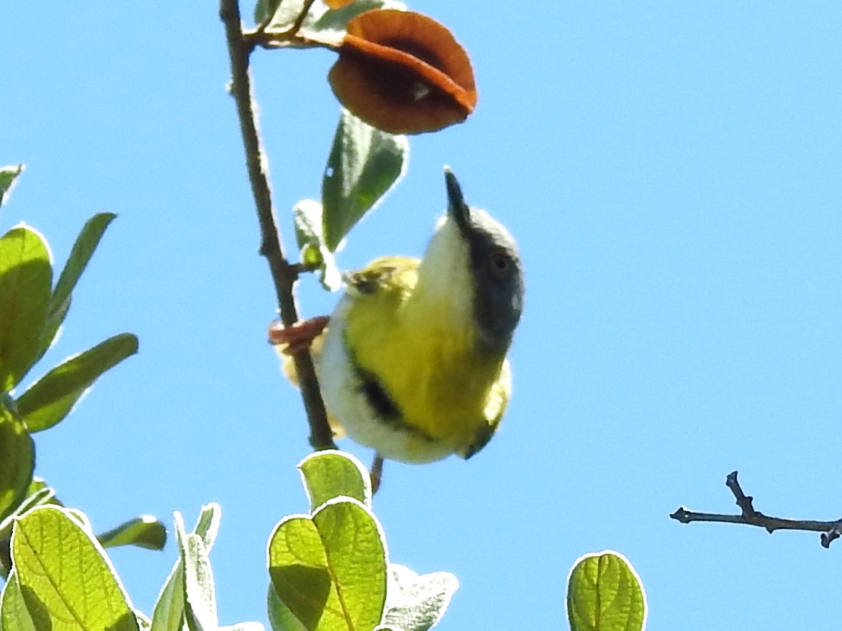 Yellow-breasted Apalis (Yellow-breasted) - ML614186109