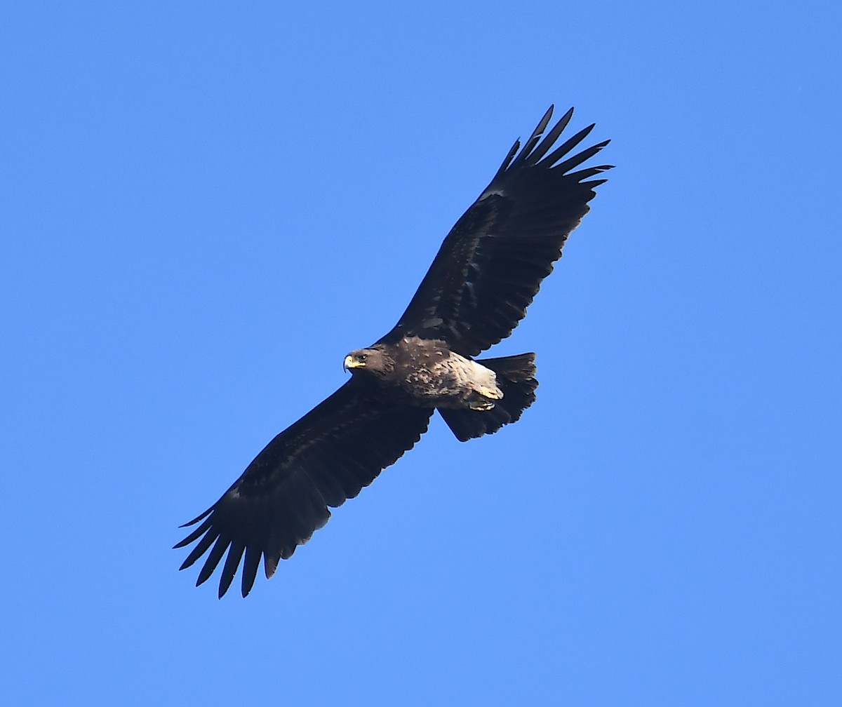Greater Spotted Eagle - Василий Калиниченко