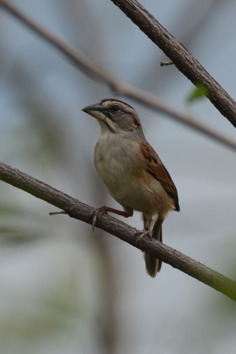 Tumbes Sparrow - Cathy Pasterczyk