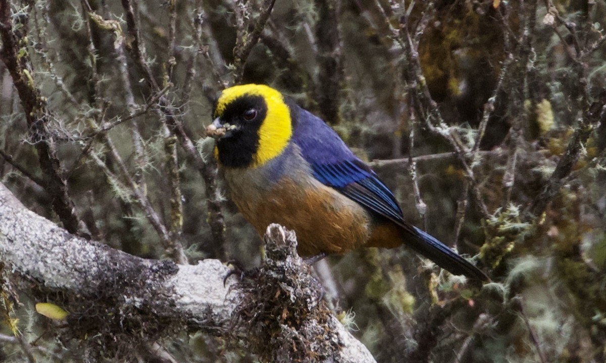 Golden-collared Tanager - ML614186843