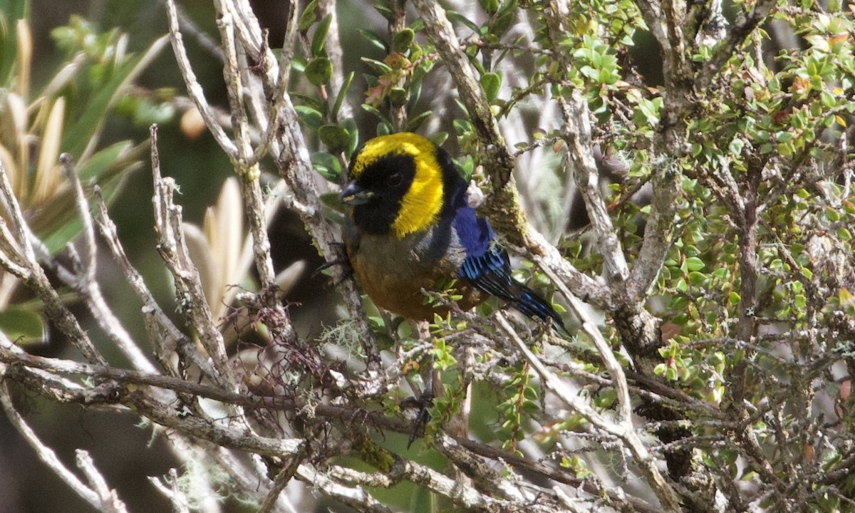 Golden-collared Tanager - ML614186844