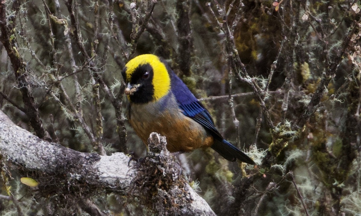 Golden-collared Tanager - ML614186845