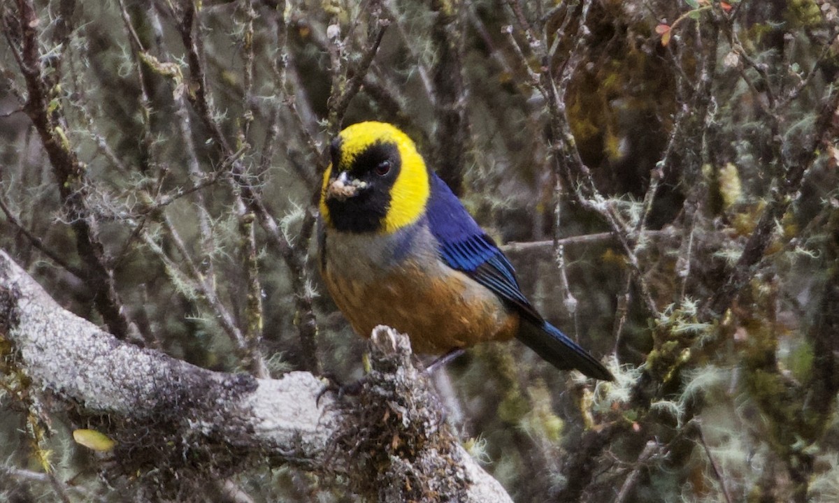 Golden-collared Tanager - ML614186846