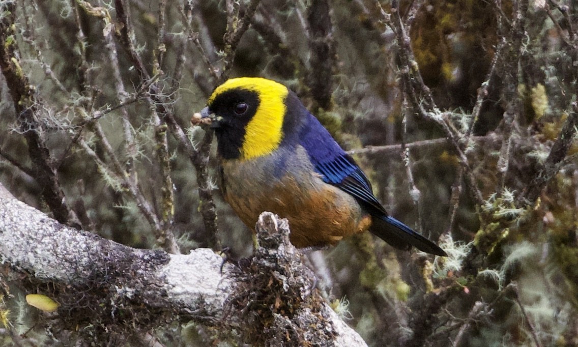 Golden-collared Tanager - ML614186847