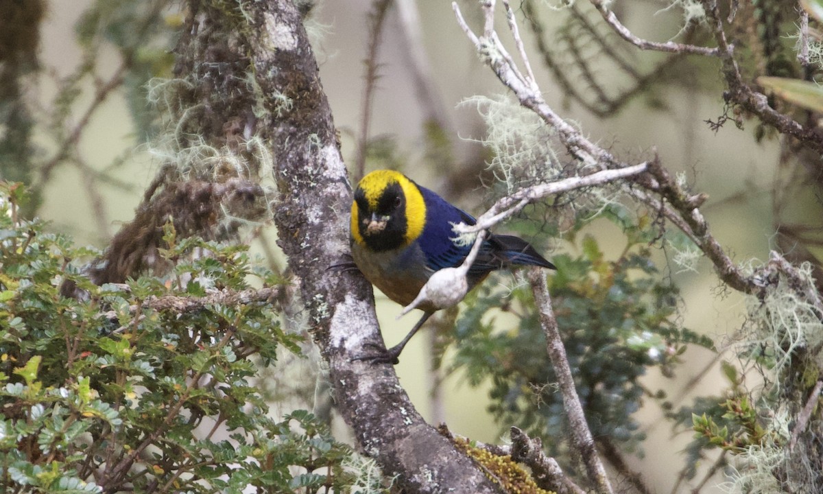 Golden-collared Tanager - ML614186848