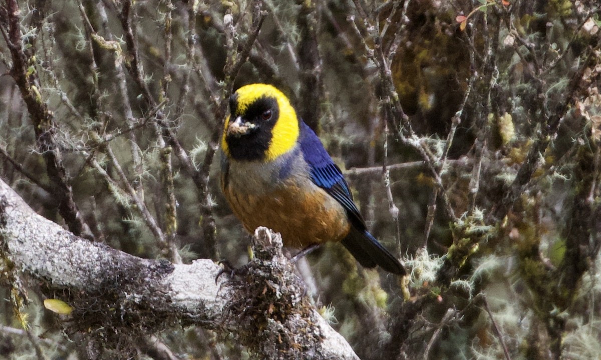 Golden-collared Tanager - ML614186849