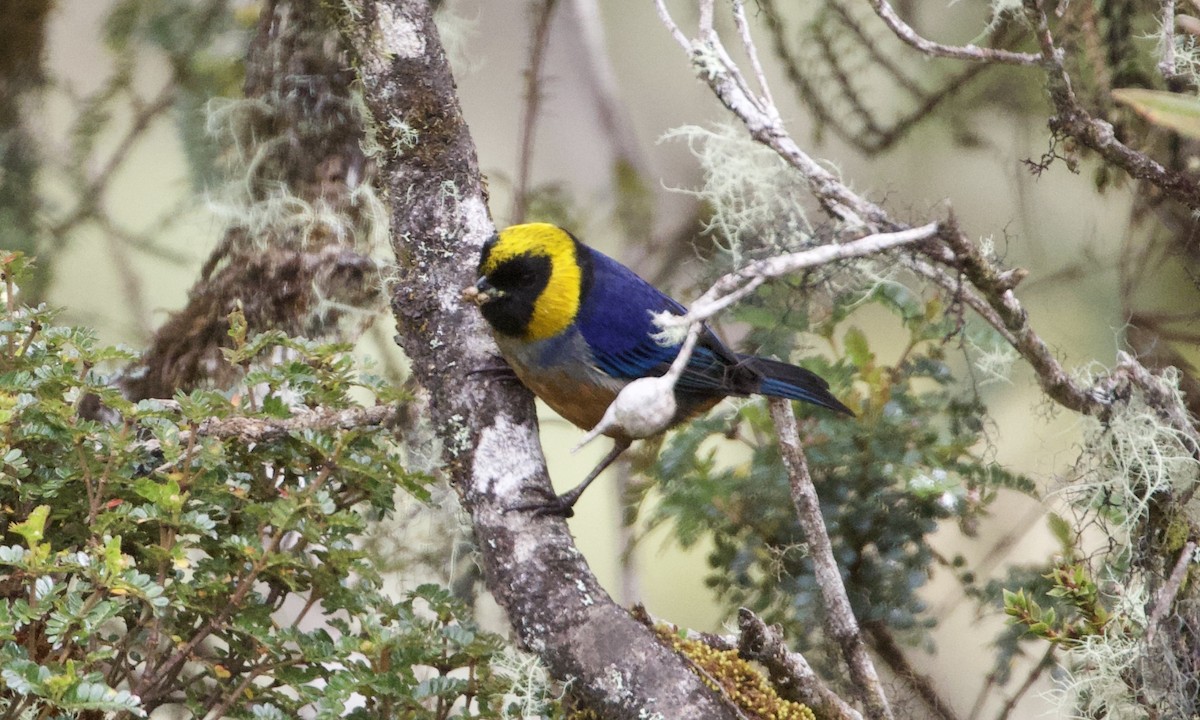 Golden-collared Tanager - ML614186850