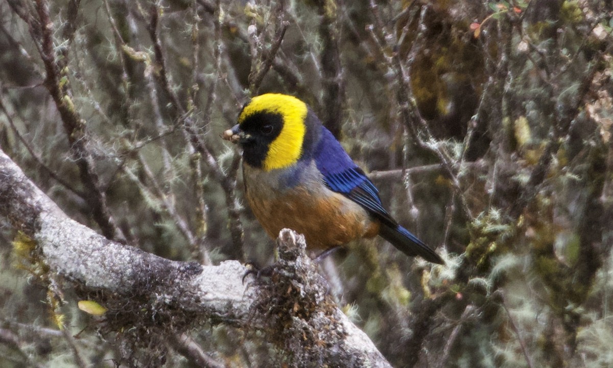 Golden-collared Tanager - ML614186851