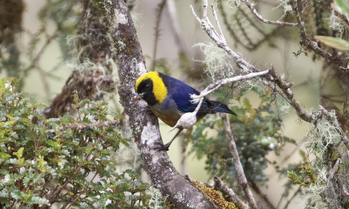 Golden-collared Tanager - ML614186852