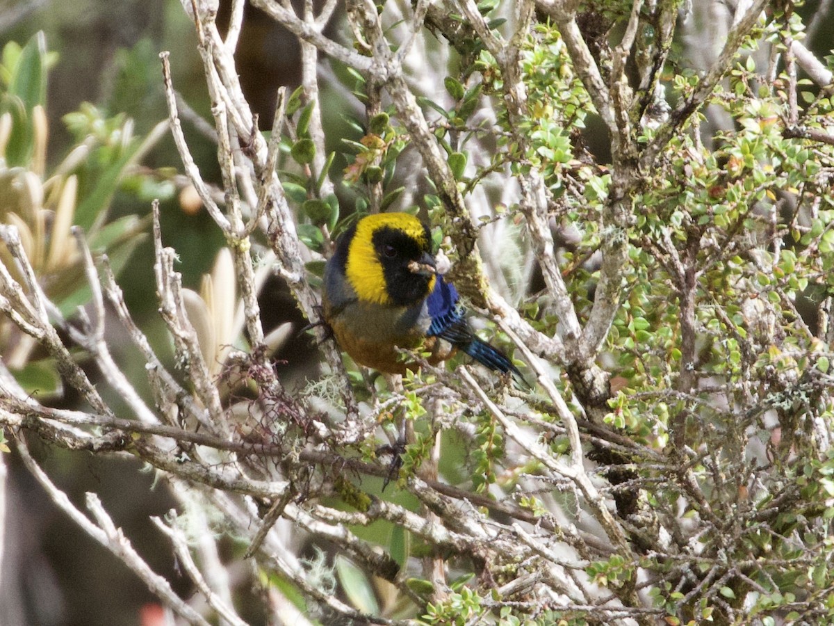 Golden-collared Tanager - ML614186853