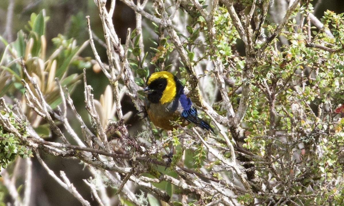 Golden-collared Tanager - ML614186854