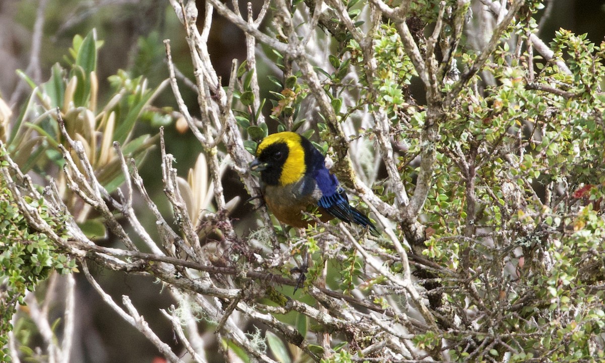 Golden-collared Tanager - ML614186855