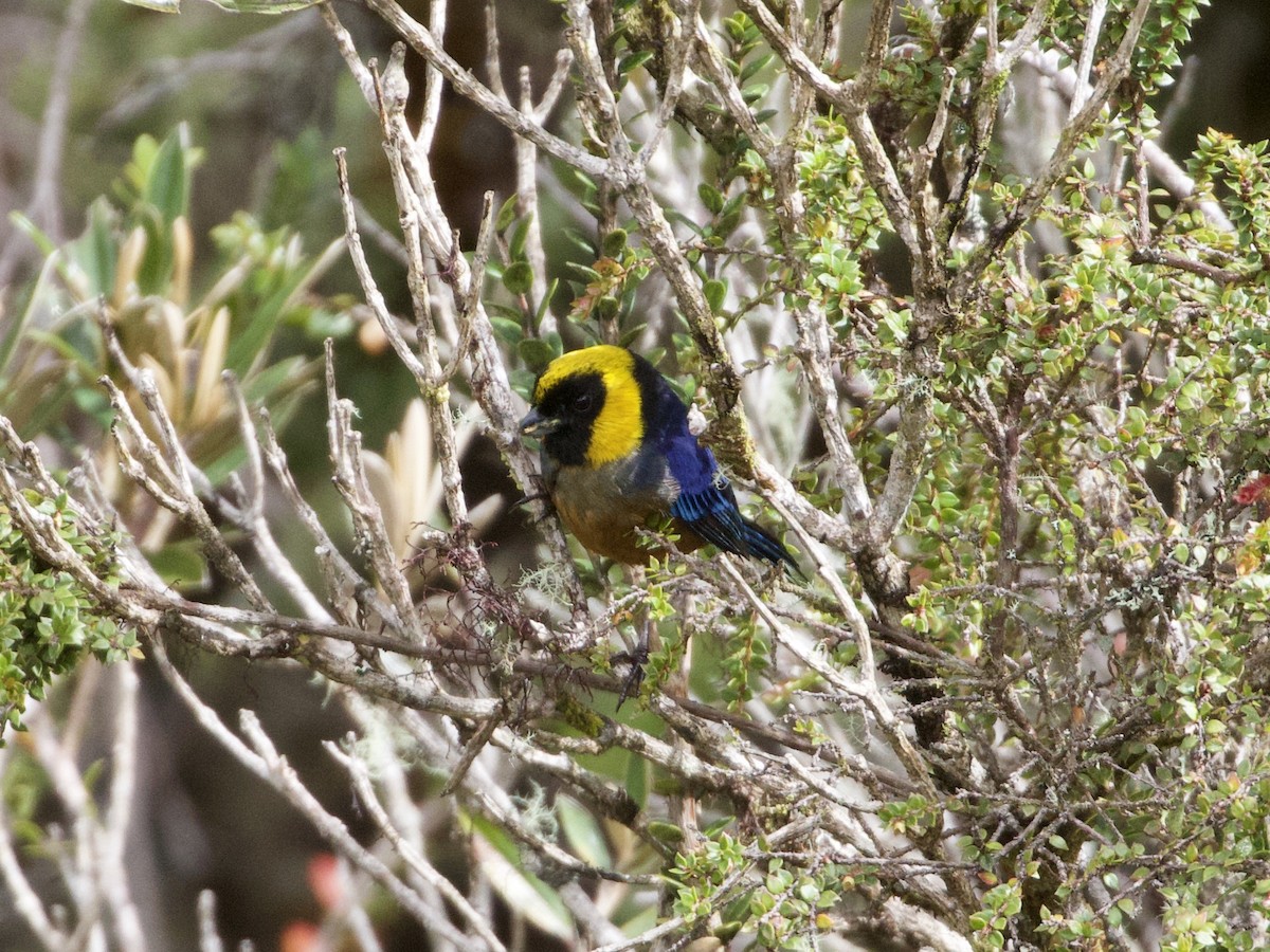 Golden-collared Tanager - ML614186856