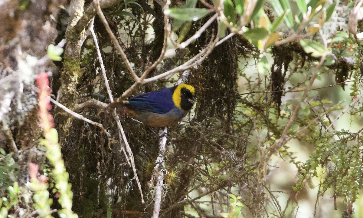 Golden-collared Tanager - ML614186857