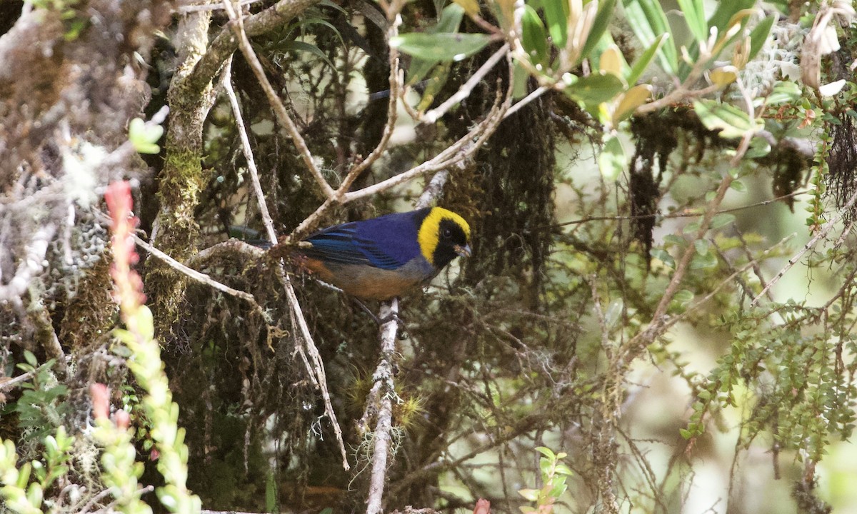 Golden-collared Tanager - ML614186858