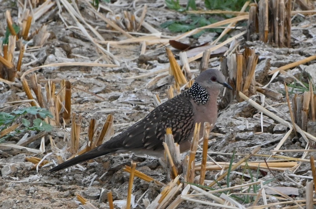 Spotted Dove - ML614187161