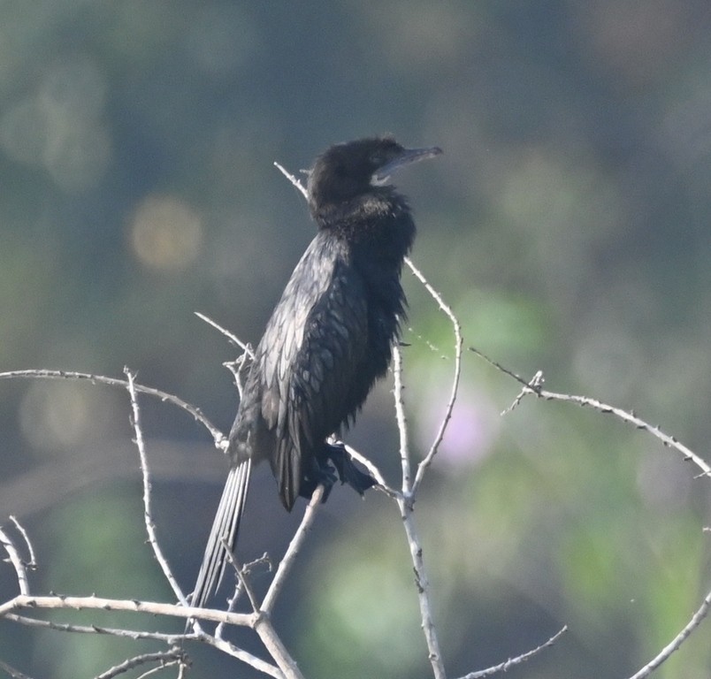 Little Cormorant - Nanda Ramesh