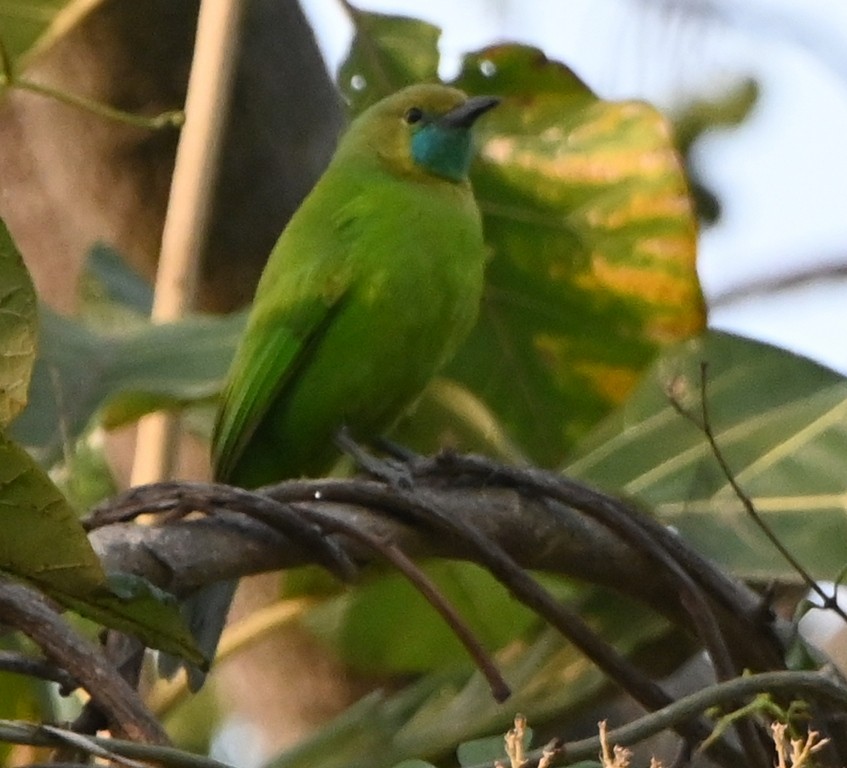 Jerdon's Leafbird - Nanda Ramesh