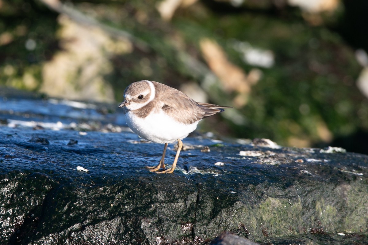 Semipalmated Plover - ML614187638