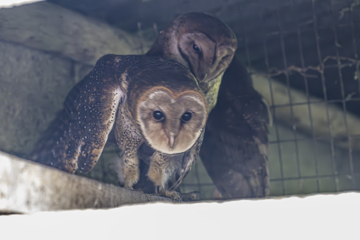 Barn Owl (Galapagos) - ML614187690