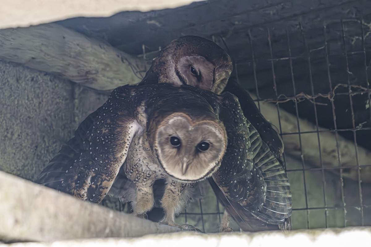 Barn Owl (Galapagos) - ML614187691