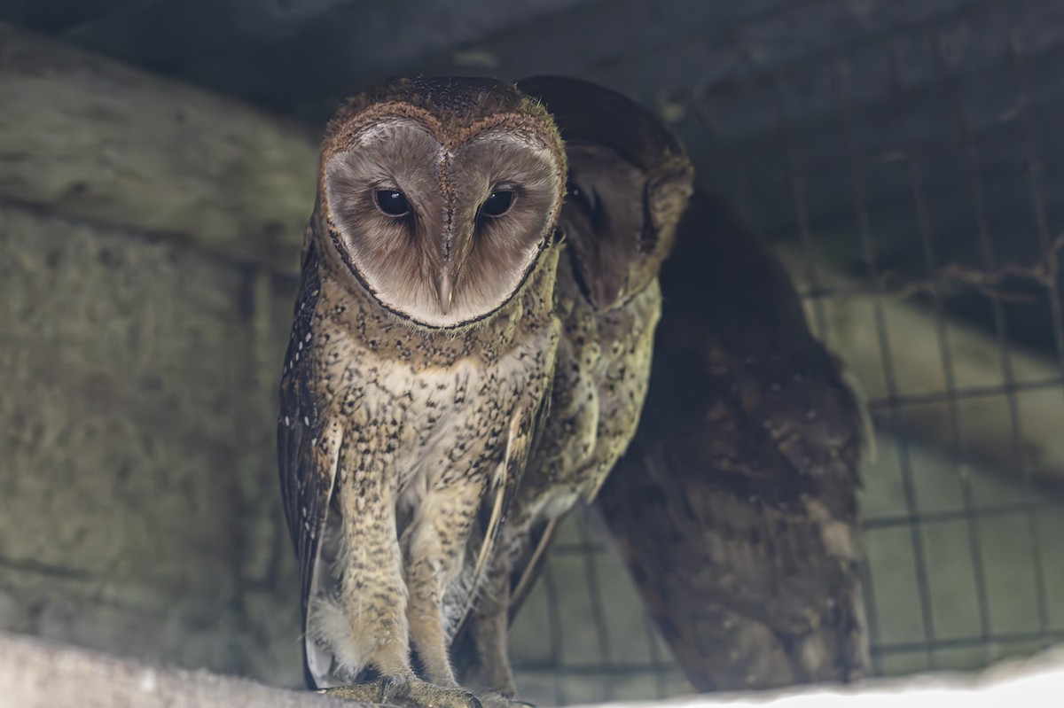 Barn Owl (Galapagos) - ML614187692